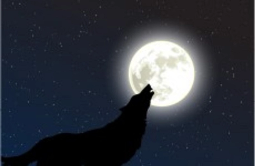 Chien qui aboie la nuit : comprendre et éduquer