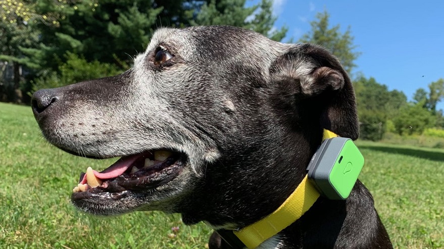 Les Meilleurs Traceurs Pour Animaux De Compagnie Et Colliers GPS Pour Chiens en 2025